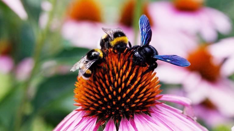 Die Welt der wilden Bienen