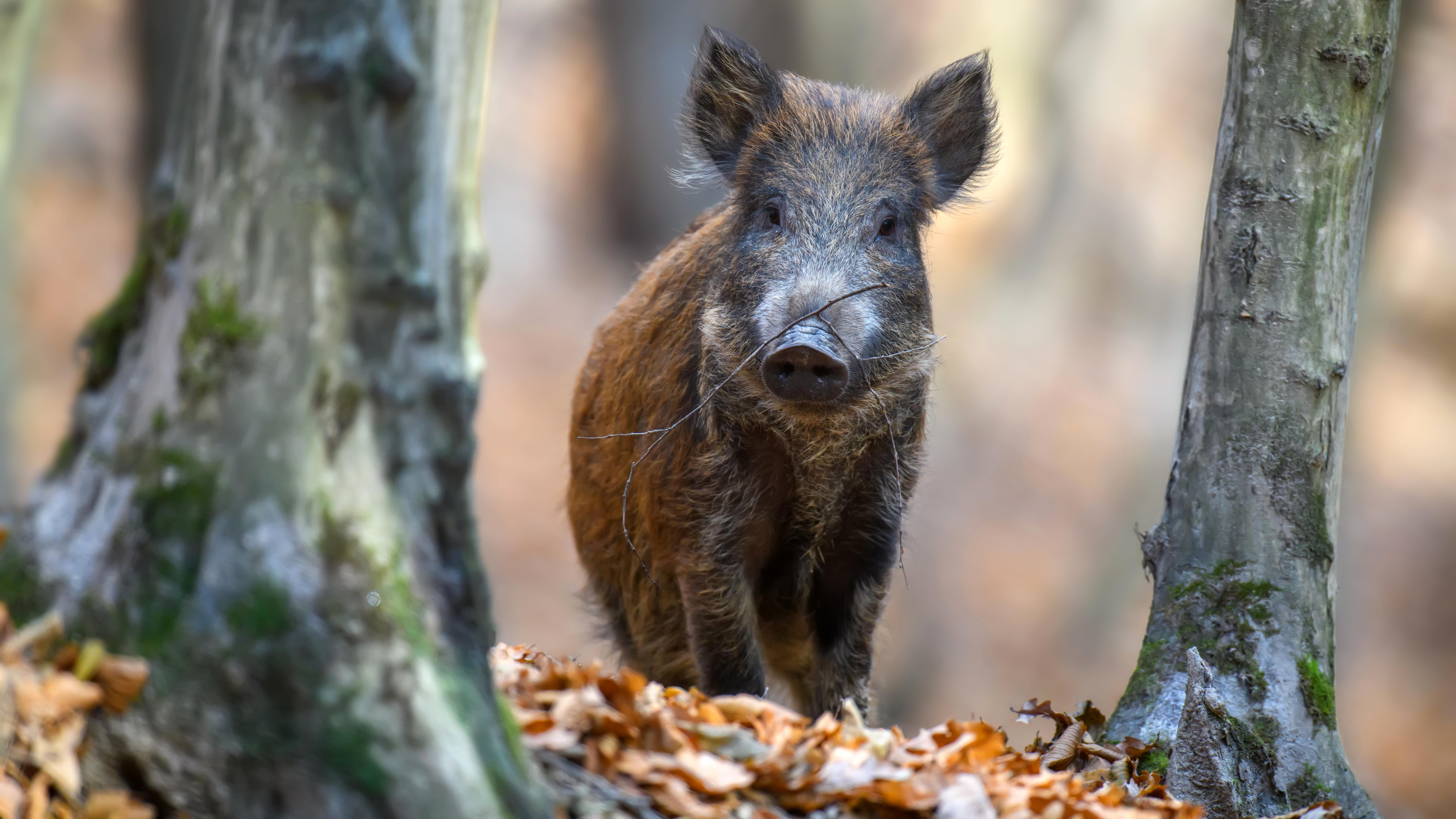 Wildschweingeschichten