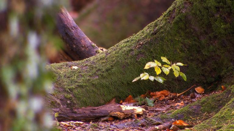 Salzburgs grüner Schatz - Innovation mit Holz