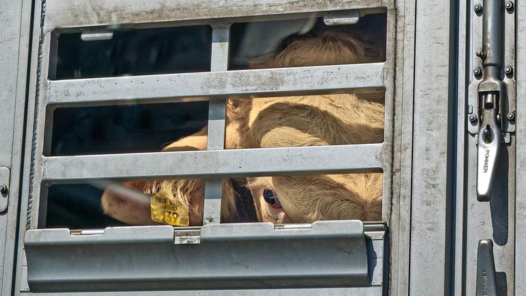 Tiertransporte: Gefangen zwischen Grenzen