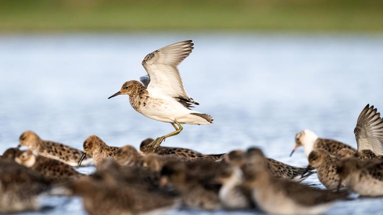 Faszination Vogelbeobachtung