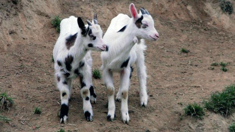 Tierkinder - Nesthocker und Frühaufsteher