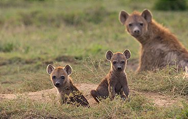 Afrikas Ikonen der Tierwelt