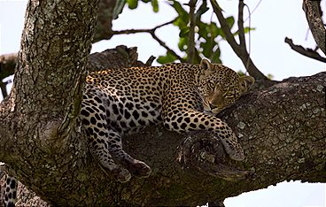 Afrikas Ikonen der Tierwelt