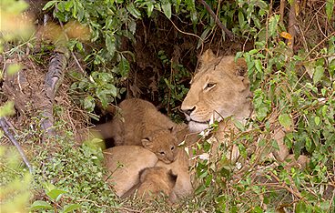 Die Großkatzen der Masai Mara