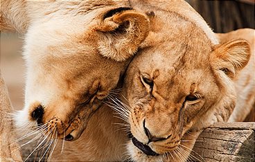 Die Großkatzen der Masai Mara