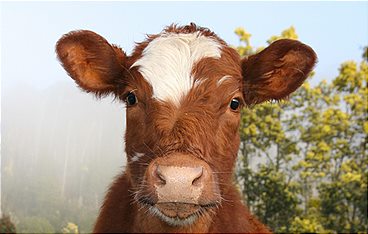 Echtes Fleisch ohne Tier - Die Zukunft schmeckt anders