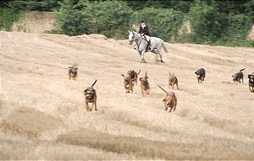 Jagdkumpane - Wie der Hund auf den Menschen kam