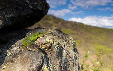 Naturerbe Österreich - Die Nationalparks: Herausforderungen