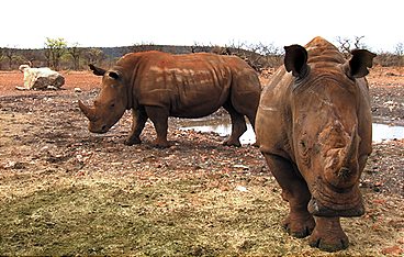 Das Waisenhaus für wilde Tiere