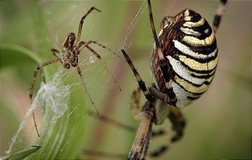 Wilde Eltern