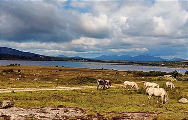 Connemara: Wie das Land, so das Pony