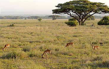 Afrika von oben