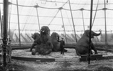 Fritz, der Elefant - Eine tragische Geschichte