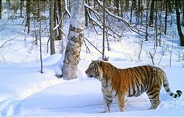 Sibirien, im Reich des Amur-Tigers