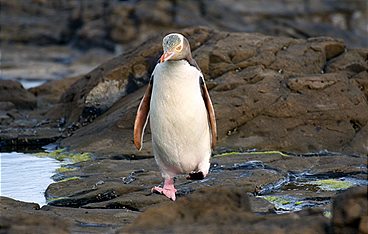 Neuseeland: Die Tiere vom Ende der Welt