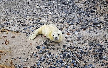 Helgoland - Wilde Welt am roten Felsen