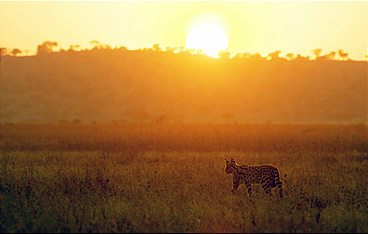 Serengeti - Wilde Geschichten aus der Savanne