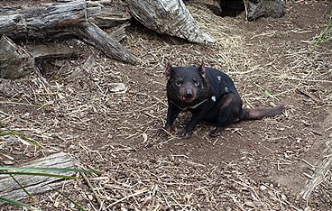 Anna und die wilden Tiere