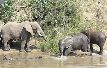 Paula und die wilden Tiere