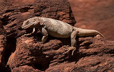 Grand Canyon - Amerikas größtes Naturwunder