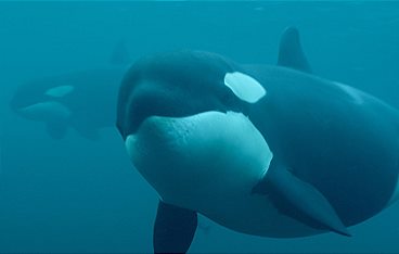 Orcas - Giganten der Meere