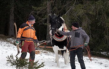 Heimat Österreich