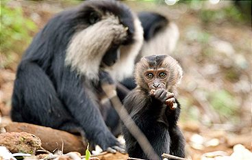 Tierkinder der Wildnis