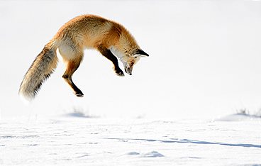 Yellowstone Nationalpark