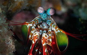 Die schlausten Tiere der Welt mit Martin Rütter und Dirk Steffens