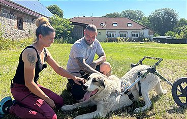 Harte Hunde - Ralf Seeger greift ein