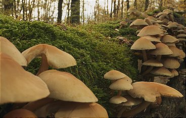 Hoffnungsträger Wald - Können Bäume das Klima retten?